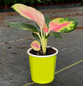 2" Custom Asst: Aglaonema China Red